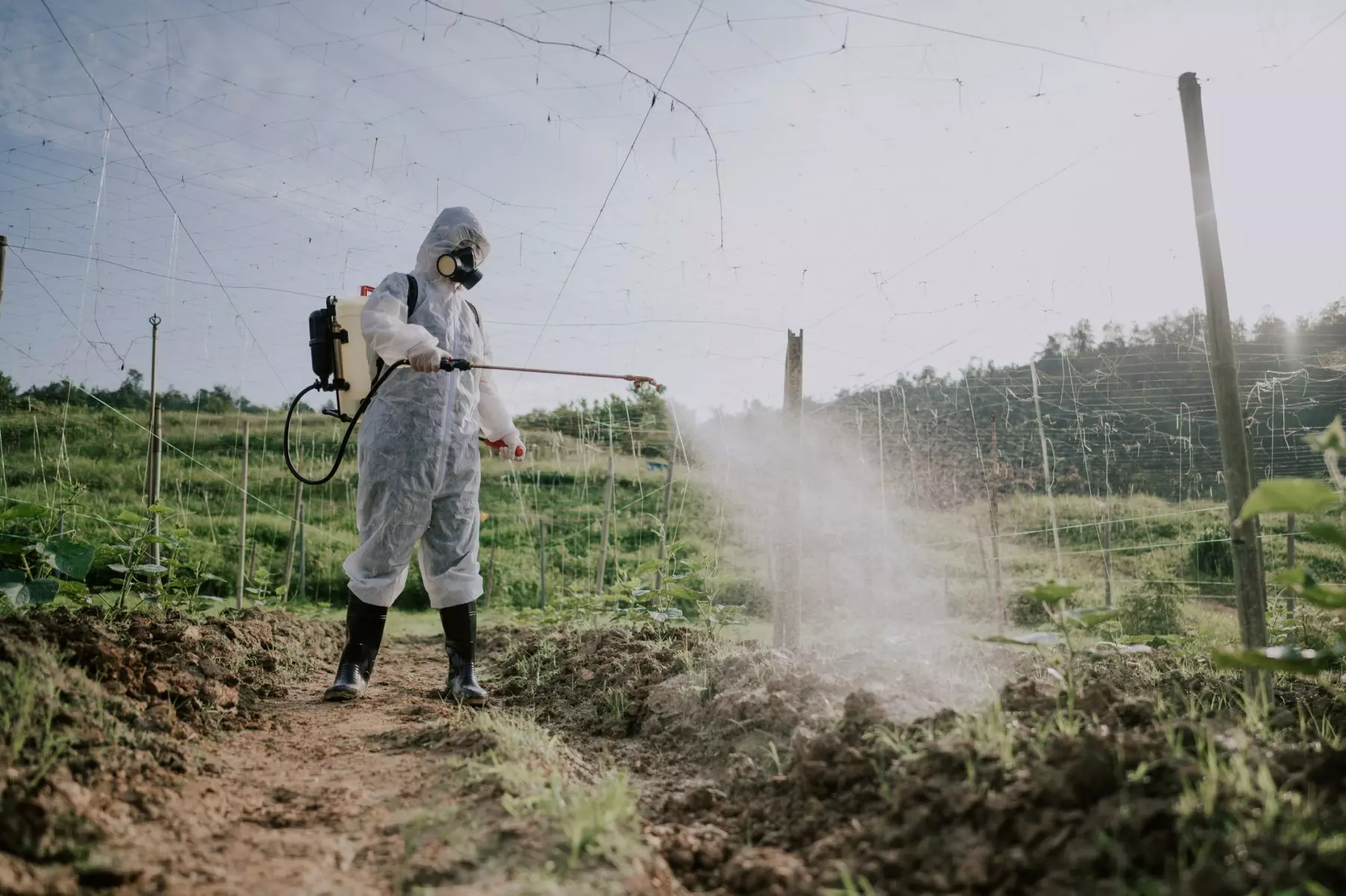 paraquat